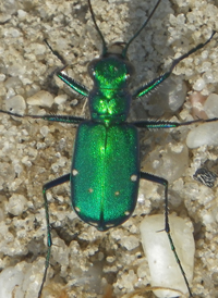 Six-spotted Tiger Beetle